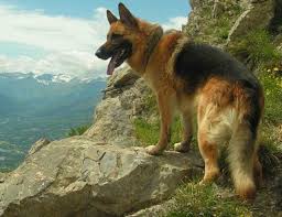Coffee machine cleaner australian kelpie temperament in children. German Shepherd Dog Gsd Alsatian Breed Info Images Videos Faqs