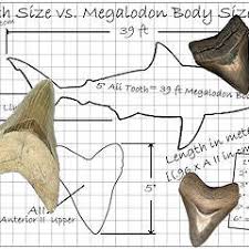 Fossilguy Com The Size Of The Megalodon Shark Megalodon