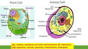 Maybe you would like to learn more about one of these? Cells San Jose Bilingual Blog