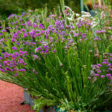 Image result for Limonium