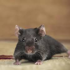 Get a customized control plan to target everything from rodents to. Commercial Pest Control Services In Vermont Pockette Pest Control