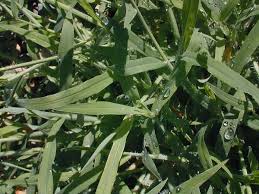 Image result for Digitaria sanguinalis