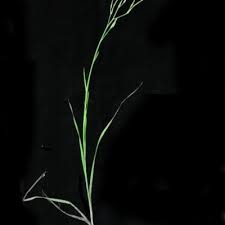 Image result for Afrosolen schimperi