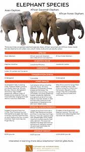 Elephant Facts - Elephant Aid International