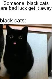 All Cats Good Really Funny Memes Funny Animal Memes Cute Memes