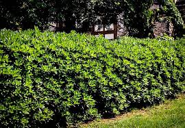 Because of the way they branch, their flowers, fall leaf and twigs color in winter. Mock Orange Shrubs For Sale Online The Tree Center