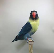 Lovebird blue opaline ciri utama lovebird blue opaline sable adalah mempunyai warna biru dengan corak biola dan. Mutations Agapornis Color Mutations