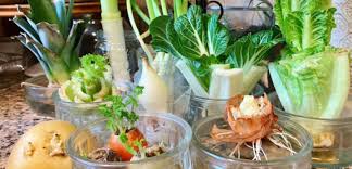 Grow like a champion in your own grow box today! How To Regrow Store Bought Vegetables Drakes Traders