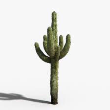 Some cacti are tall, green, and prickly like the ones you may have seen in movies or cartoons. Desert Cactus 3d Max