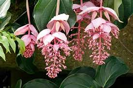 Image result for Antherotoma angustifolia