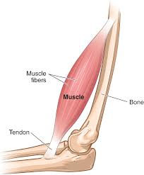 Don't bend your knees, and keep your legs on the floor. Graphical Representation Of A Tendon Bone Muscle And Muscle Fiber Muscle Fibers Make Up Muscles Which Are Connected To The Bon Constellations Iphone Bones