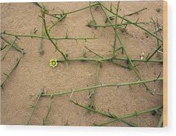 Image result for Acanthosicyos