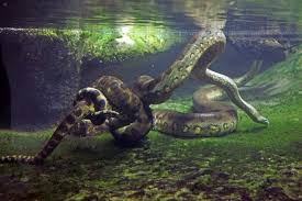 These tropical rainforest animals are named so for their slow gait which is an adaptation to conserve energy. 11 Amazing Rainforest Animals Rainforest Alliance