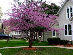 A unique form of redbud, with deep red foliage in. Minnesota Strain Redbud Knecht S Nurseries Landscaping