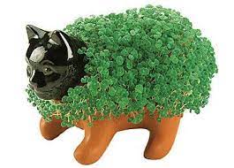 The 5 Biggest Health Benefits Of Chia Seeds Chia Pet Seeds Chia Pet Chia Seeds Benefits