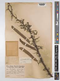 Image result for Acacia hebeclada