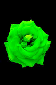 Maybe you would like to learn more about one of these? Green Black Flowers Neon Rose Roses Hd Mobile Wallpaper Peakpx