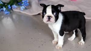 Our boston terriers and french bulldogs are all our family members and enjoy life on the farm with everyone else. Ayden Boston Terrier Puppy For Sale Keystone Puppies