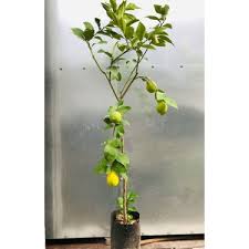 Limon fidanı ve özellikle yediveren limon günümüzde balkon ve teraslarda saksı içerisinde en fazla yetiştirilen bitkidir. Evimde Bahcem Meyveli Limon Fidani Yediveren Limon Agaci 3 Fiyati