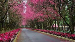Spring wallpapers, backgrounds, images 1920x1080— best spring desktop wallpaper sort wallpapers by: Beautiful Spring Scenery Wallpapers Hd 1080p For Desktop Flowers Next To The Road 1366x768 Download Hd Wallpaper Wallpapertip