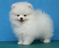 Hi animal lovers i see you are looking for 23 white teacup pomeranian price in india. Pomeranian Dog Price In India