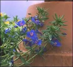 Image result for Anagallis barbata