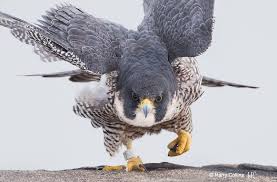 Peregrine Falcon Birds Of Prey Animals Bbc Earth Bbcearth Twitter Birds Of Prey Beautiful Birds Raptors Bird