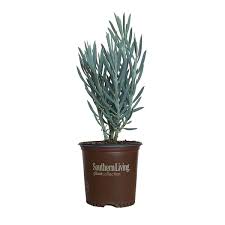 Image result for Senecio greenwayi
