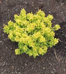 I have been growing a variety of barberry for about 8 years, and in my landscape bonanza gold hasn't given any indication of being invasive. Dwarf Barberry Varieties Ideal For Low Hedges Or Even Indoor Plants