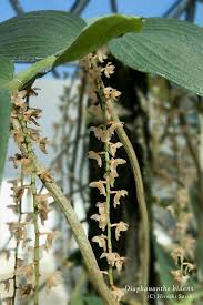 Image result for Diaphananthe