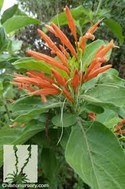 Justicia spicigera is an evergreen shrub with tubular orange flowers.2 the species is native to belize, costa rica, el salvador, guatemala, honduras, mexico and nicaragua. Mexican Honeysuckle Justicia Spicigera Civano Nursery Tucson Plant Nursery