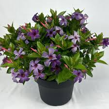 Image result for Pimpinella sp. A. of FZ 4: 594