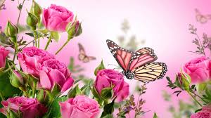 Maybe you would like to learn more about one of these? Pink Butterfly Desktop Wallpaper 2021 Cute Wallpapers