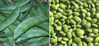 Green shoots should begin sprouting from the. Lima Beans Gardening Techniques In The Backyard Gardening Tips