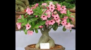Image result for Adenium boehmianum