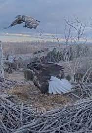 Ott Family Bald Eagle Nest | TikTok