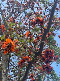 Image result for Erythrina afra