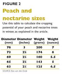 Prune For Size Good Fruit Grower