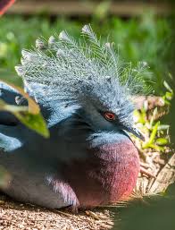 Victoria Crowned Pigeon Victoria Pigeon Crown