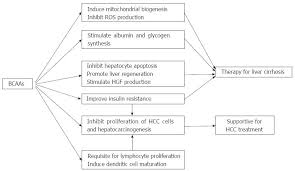 Branched Chain Amino Acids In Liver Diseases