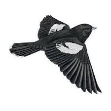 Black Bird With White Chest Colorado Lark Bunting State Bird Of Colorado Lark Tattoo Bird Sketch Bunting