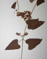 Image result for Cynanchum mossambicense