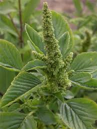 Amaranthus Retroflexus ile ilgili görsel sonucu
