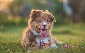 Parents sur place enregistrés je peux prendre 2 ou 3 chien maximum a la fois sils sont bien dresser. Chiot Berger Australien Prenez Un Bon Depart Berger Australien Passion