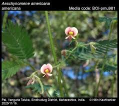Image result for Aeschynomene sp. B