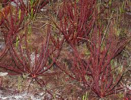 Image result for Ficinia filiformis