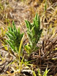 Image result for Nidorella aegyptiaca