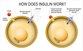 Proinsulin and the biosynthesis of insulin, recent progr. Insulin Gene