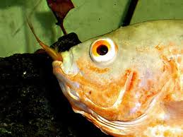 Maybe you would like to learn more about one of these? Food Writers And The State Of The Oceans Grist