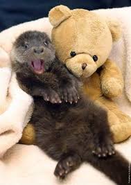 Adorably Happy Otter Cute Animals Funny Animals Baby Animals
